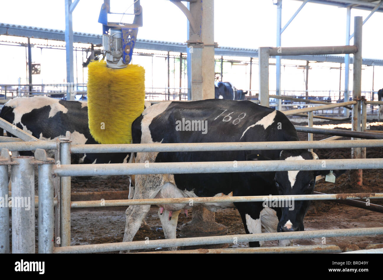Cows at a Dairy farm. automatic brush scratcher. Photographed in Israel