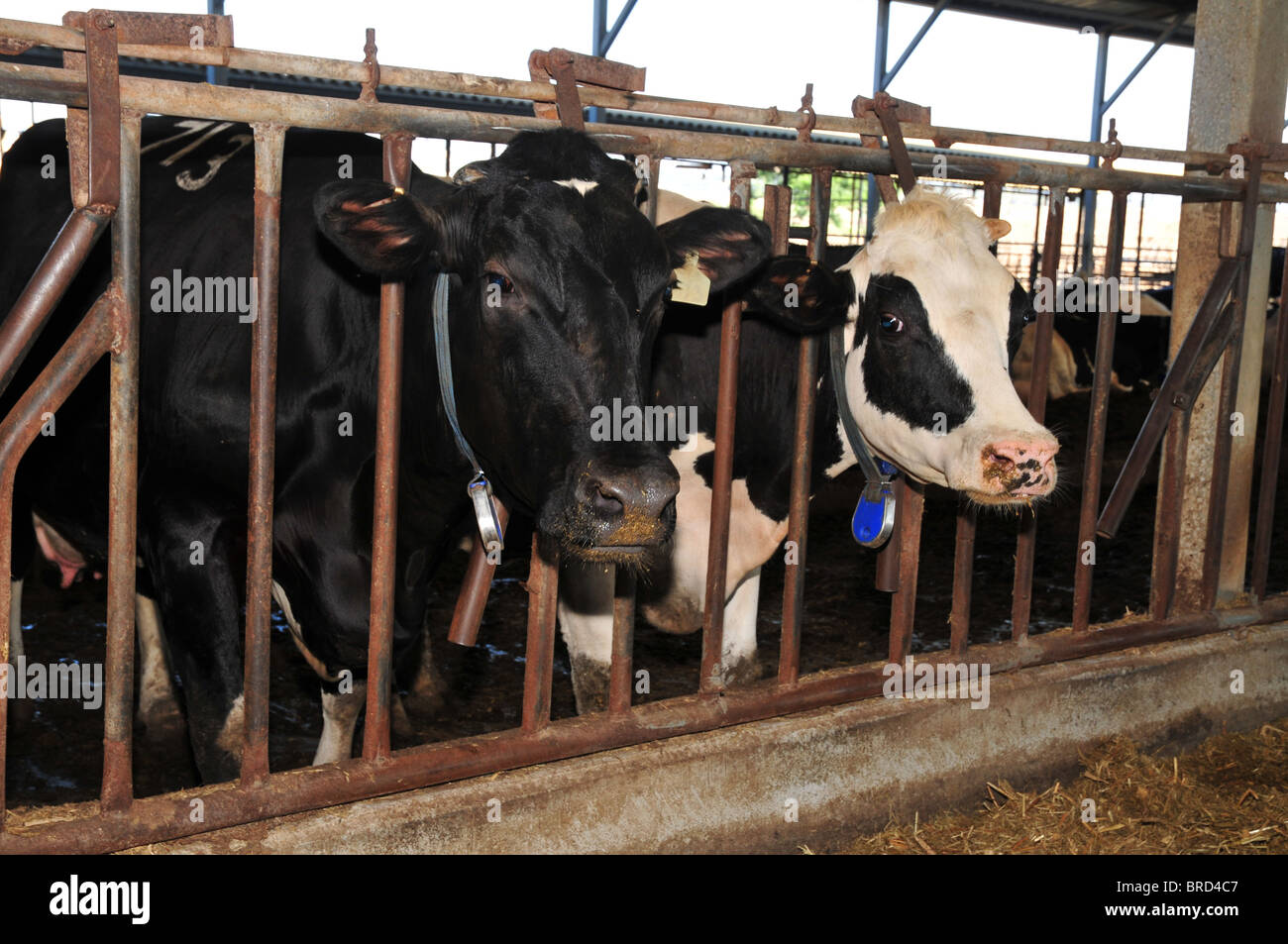 Cows at a Dairy farm Photographed in Israel Stock Photo Alamy