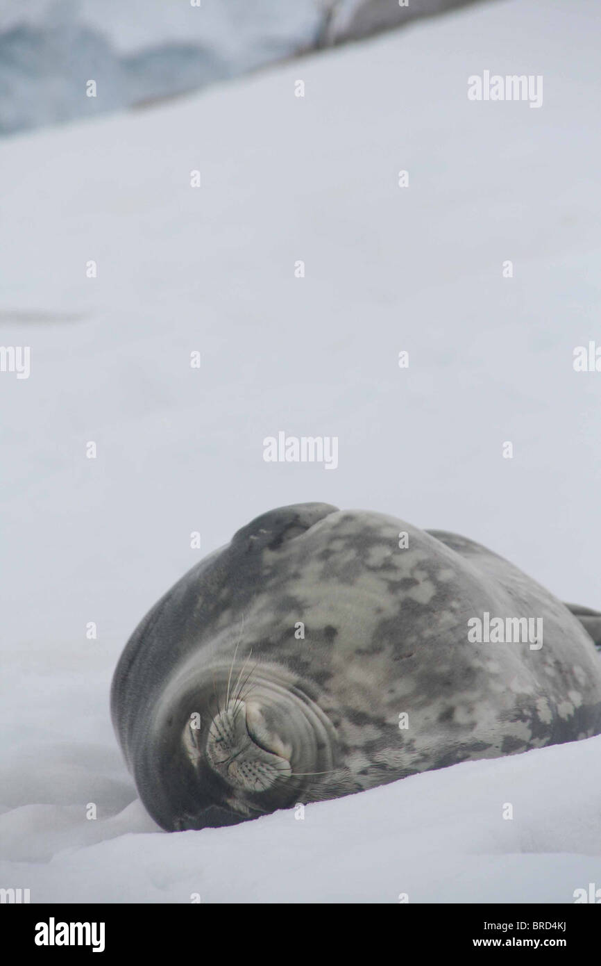 Weddell Seal, napping on beach, [Leptonychotes weddellii] Cuverville Island, Antarctica  Stock Photo