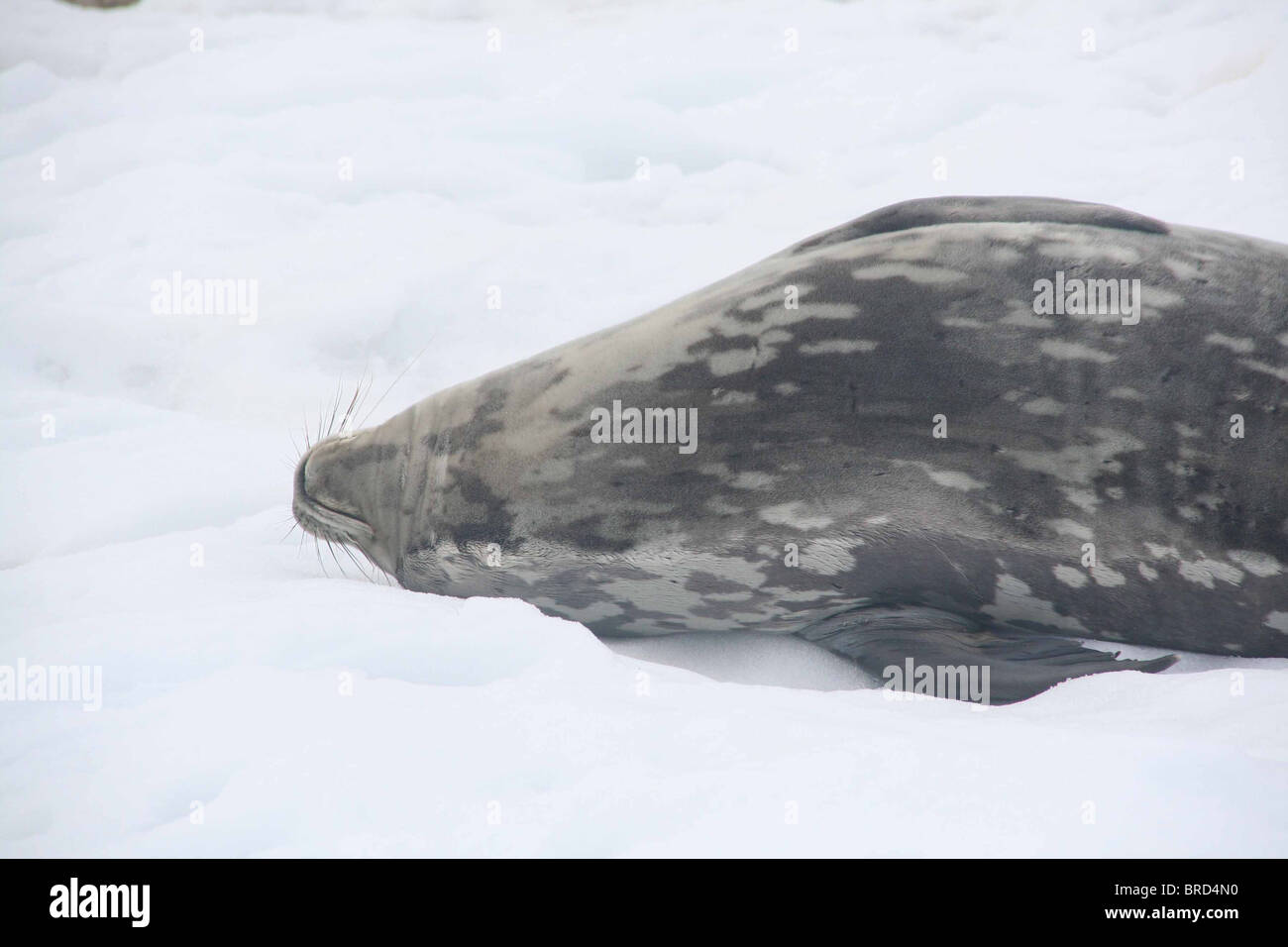 Weddell Seal, napping on beach, [Leptonychotes weddellii] Cuverville Island, Antarctica  Stock Photo