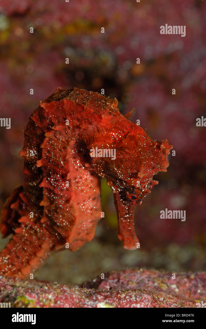 Red Pacific seahorse (Hippocampus ingens), close-up, , underwater view,, Ecuador, Galapagos Archipelago, Stock Photo