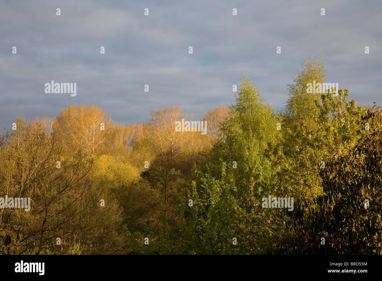 Spring early tree hi-res stock photography and images - Alamy