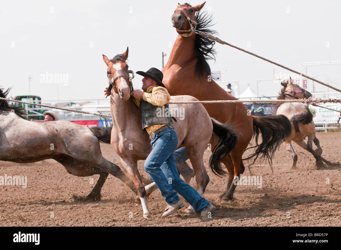 Wild horse round-up, Strathmore Heritage Days, Rodeo, Strathmore, Alberta, Canada Stock Photo