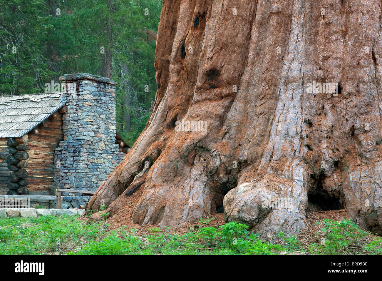 Mariposa Grove Museum with giant Sequoia Redwood trees. Yosemite National Park, California Stock Photo