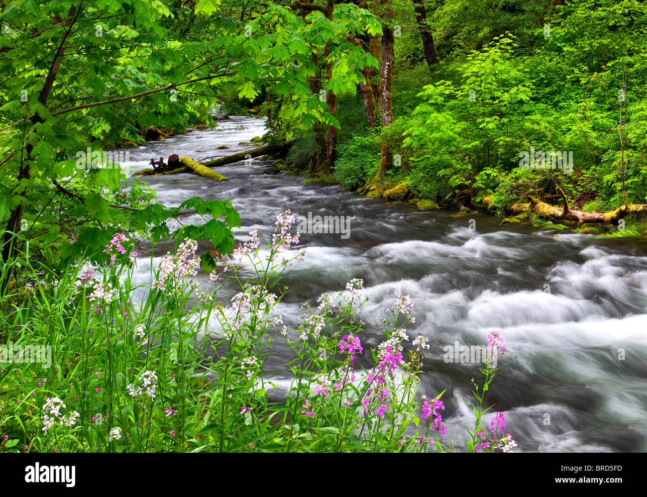 Tanner Creek and Dames Rocket wildflowers. Columbia River Gorge National Scenic Area, Oregon Stock Photo