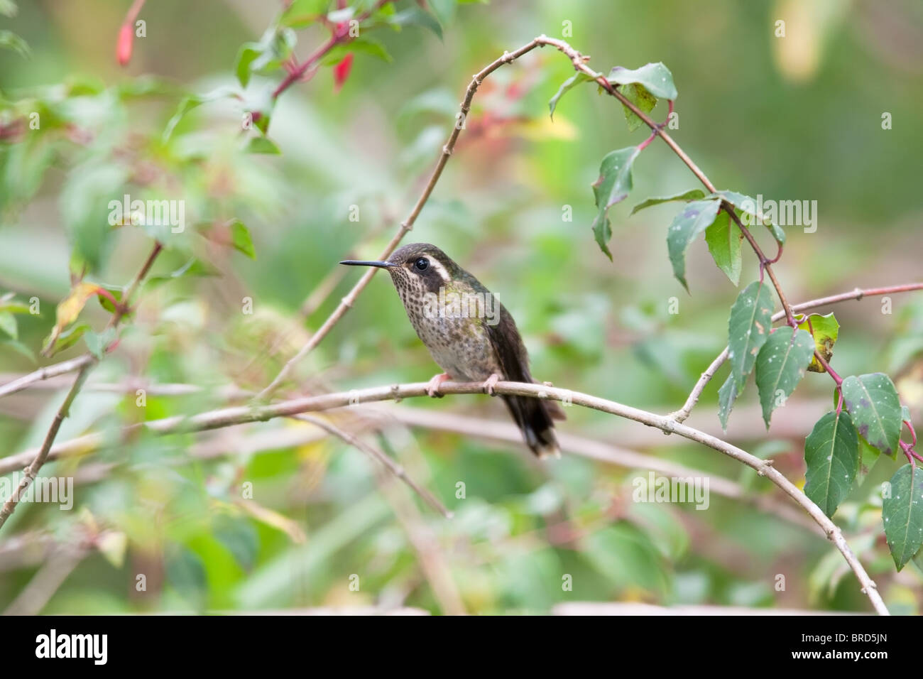 Speckled Hummingbird (Adelomyia melanogenys maculata) Stock Photo