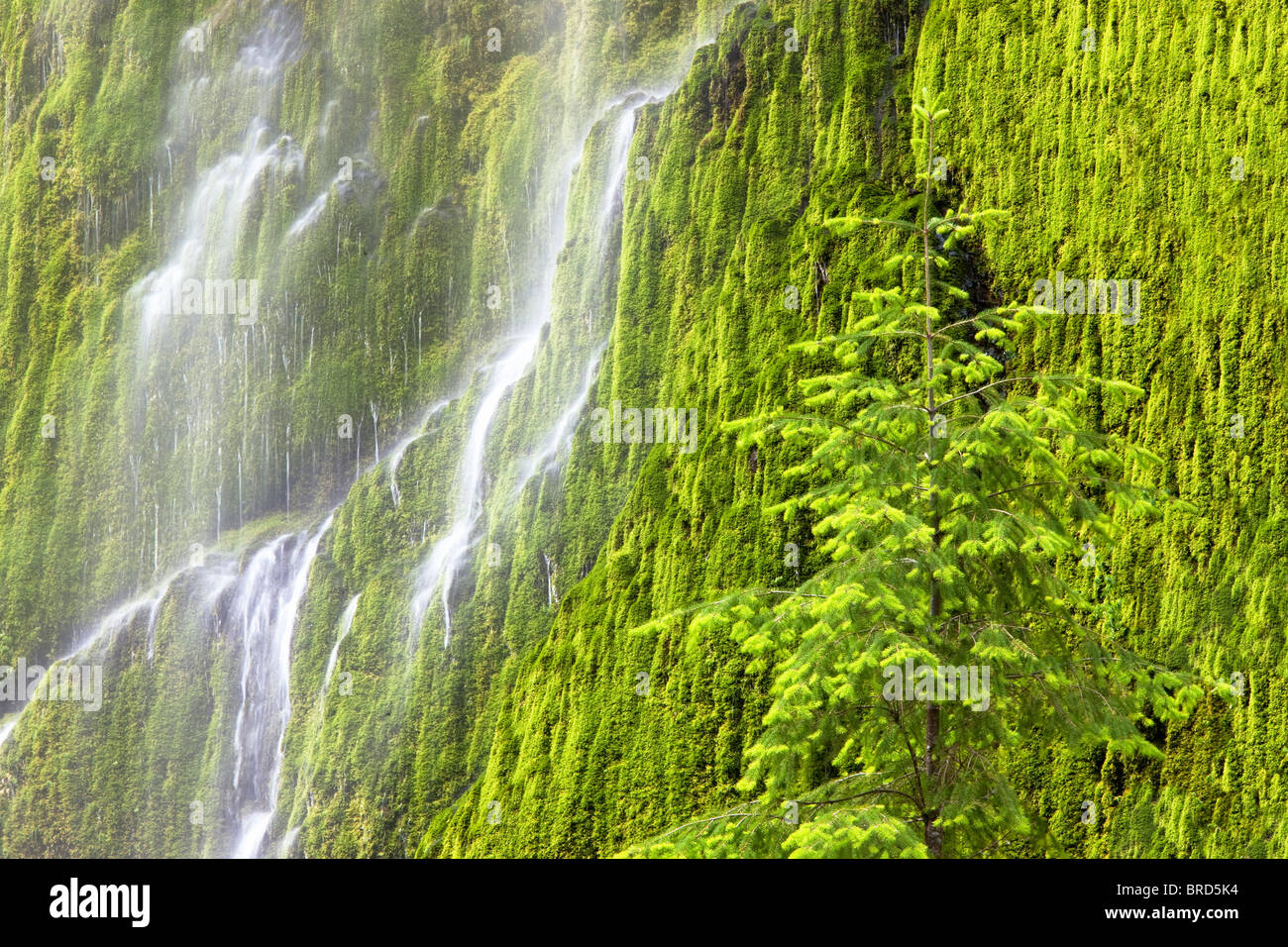 Seasonal waterfall into Tanner Creek with douglas fir tree . Columbia River Gorge National Scenic Area, Oregon Stock Photo