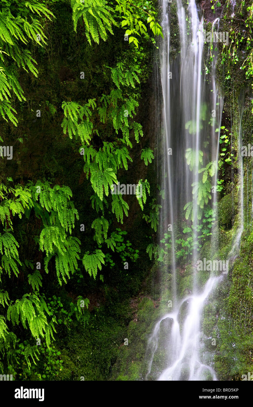 Seasonal waterfall into Tanner Creek with ferns. Columbia River Gorge National Scenic Area, Oregon Stock Photo