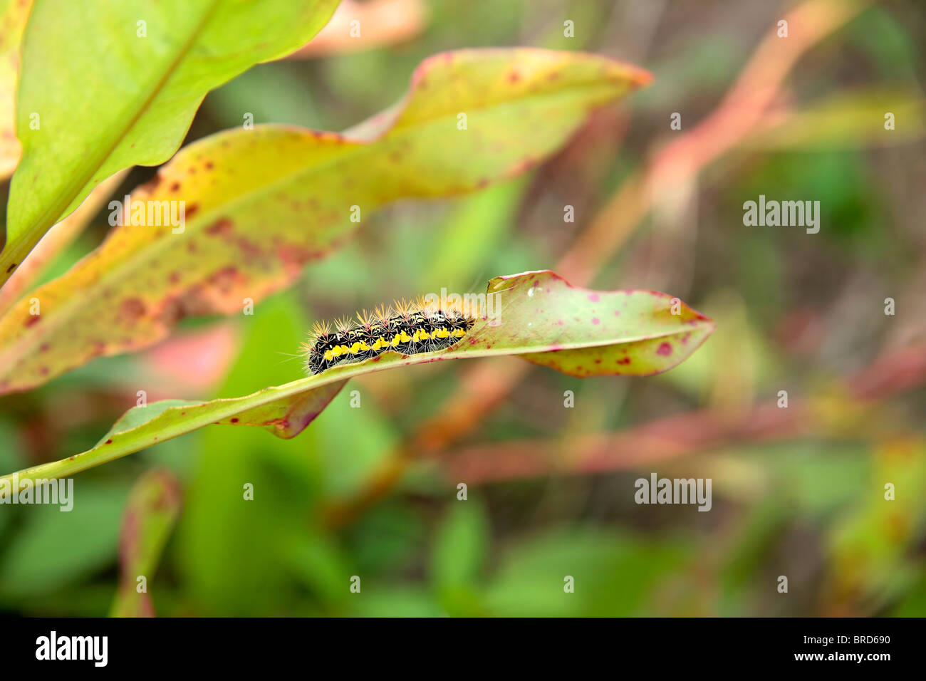 close up photo of a black and yellow caterpiller in sharp detail Stock ...