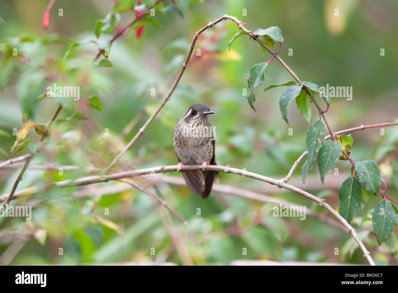 Speckled Hummingbird (Adelomyia melanogenys maculata) Stock Photo