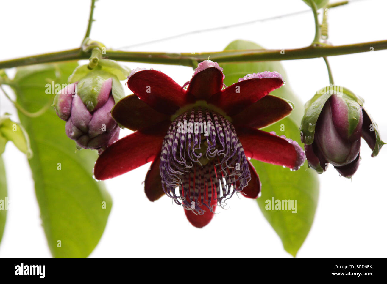 Passion fruit flower seen in the tropical rain forest of Panama. Stock Photo