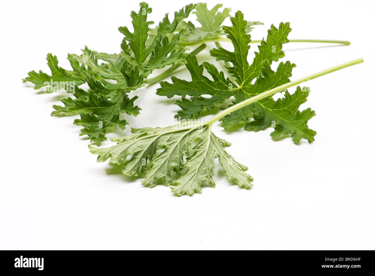 Scented geranium leaves closeup on white background Stock Photo Alamy