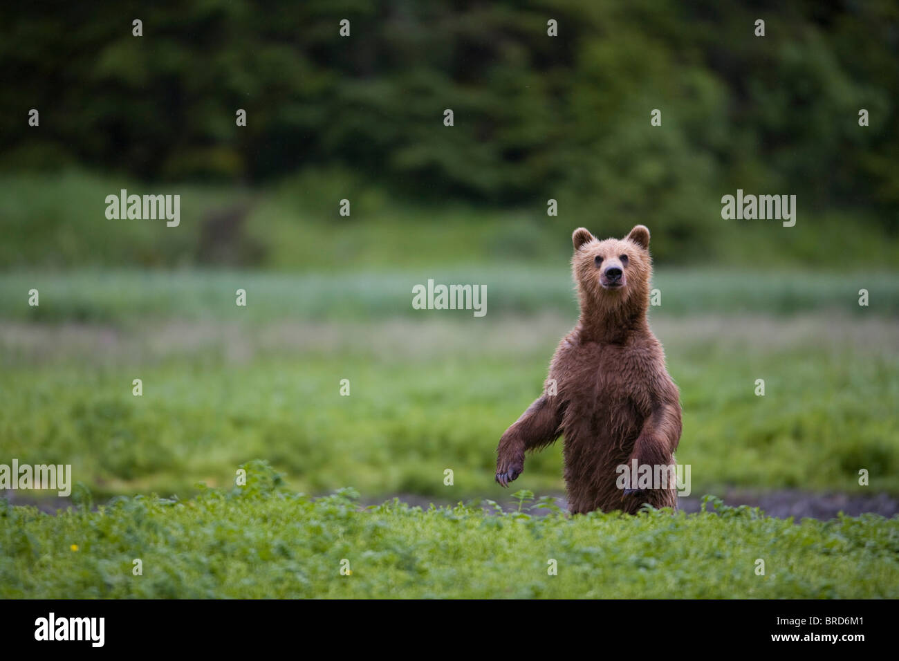 View of a Brown bear standing alert in a meadow, Prince William Sound, Chugach Mountains, Chugach National Forest, Alaska Stock Photo