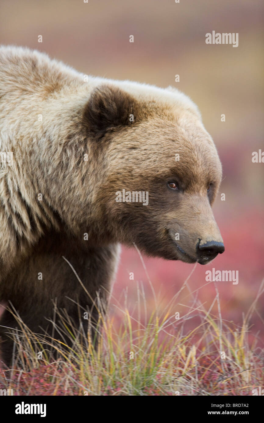 Close up portrait of a smiling Grizzly bear in Denali National Park, Interior Alaska, Fall Stock Photo