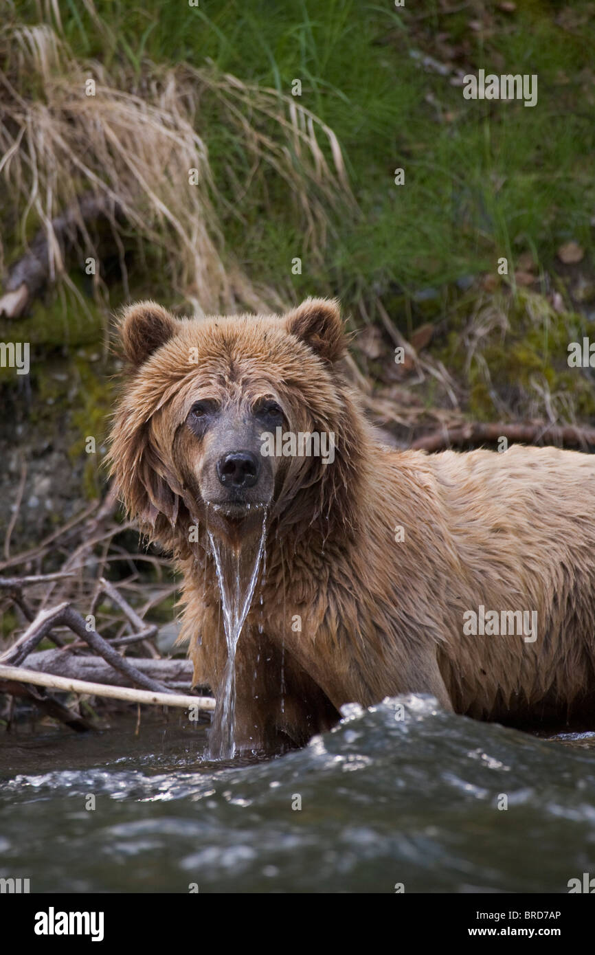 Kenai national wildlife refuge hi-res stock photography and images - Alamy
