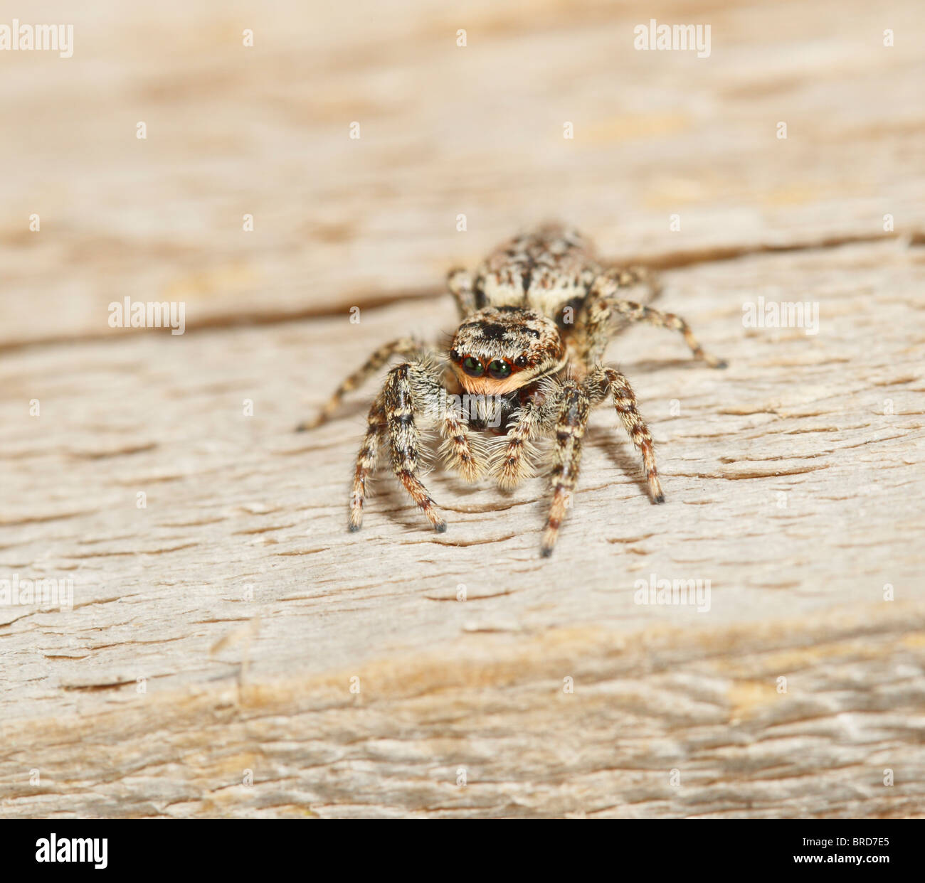 A Fencepost Spider looking at the camera showing 2 pairs of eyes Stock Photo