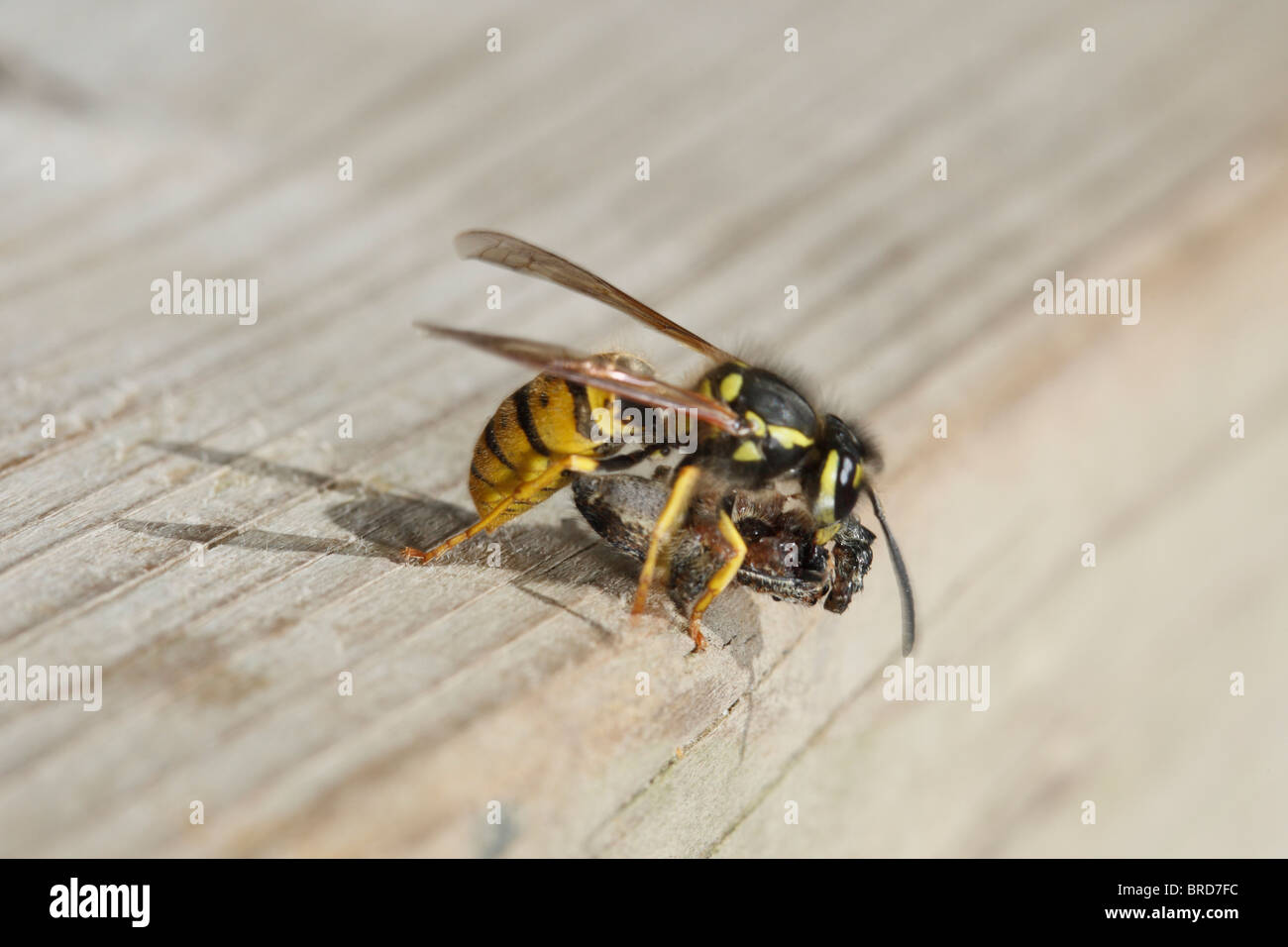 Common Wasp attacking and killing a Fencepost Jumping Spider Stock Photo