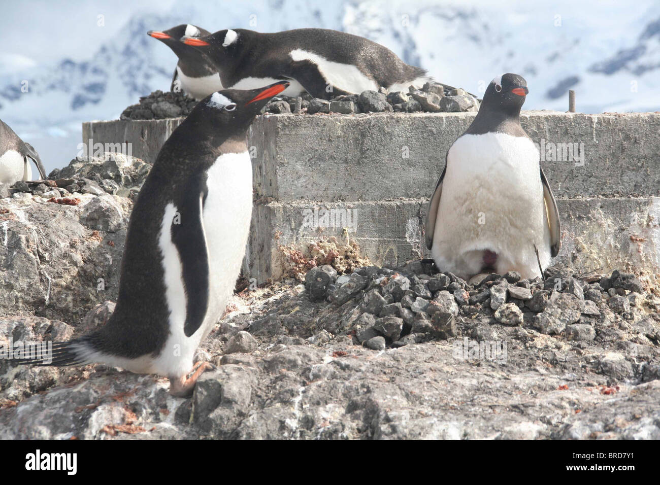 Gentoo penguin, greeting its mate on nest, [Pygoscelis papua], Almirante Brown, Antarctica  Stock Photo