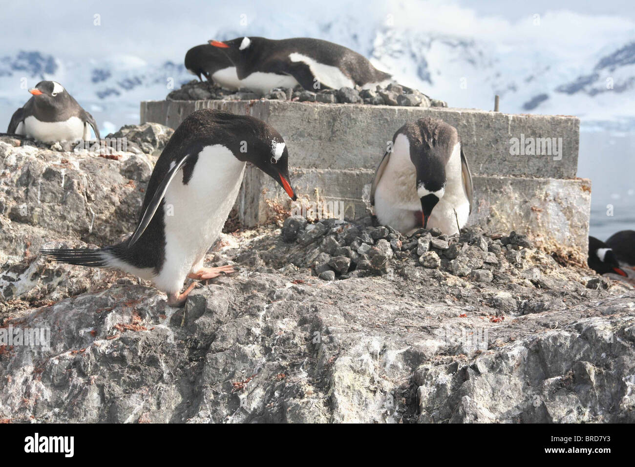 Gentoo penguin, greeting its mate on nest, [Pygoscelis papua], Almirante Brown, Antarctica  Stock Photo