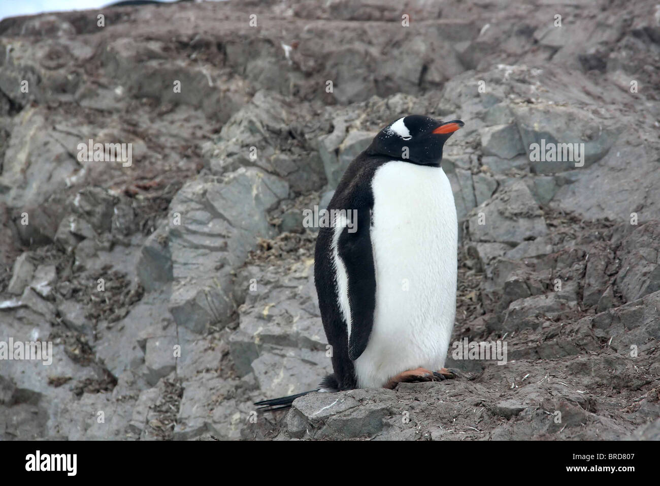 Gentoo penguin, standing, [Pygoscelis papua] Neko Harbor, Andvord Bay