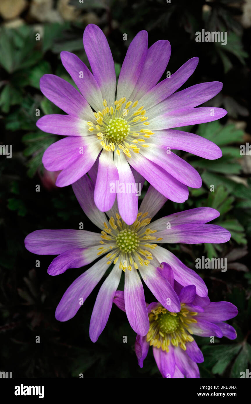 Anemone blanda Pink Star Windflower tuberous perennial daisylike