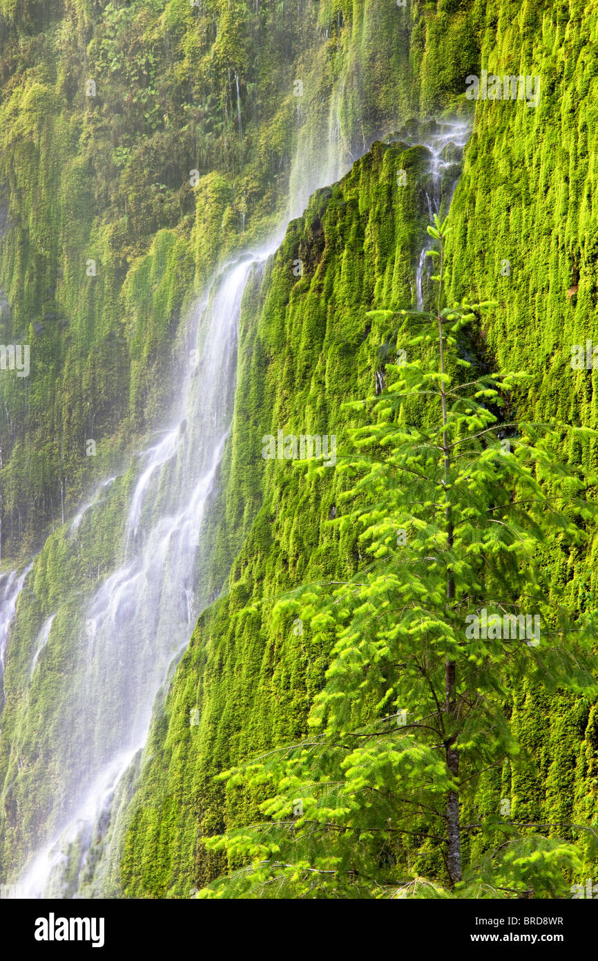 Seasonal waterfall into Tanner Creek with douglas fir tree . Columbia River Gorge National Scenic Area, Oregon Stock Photo