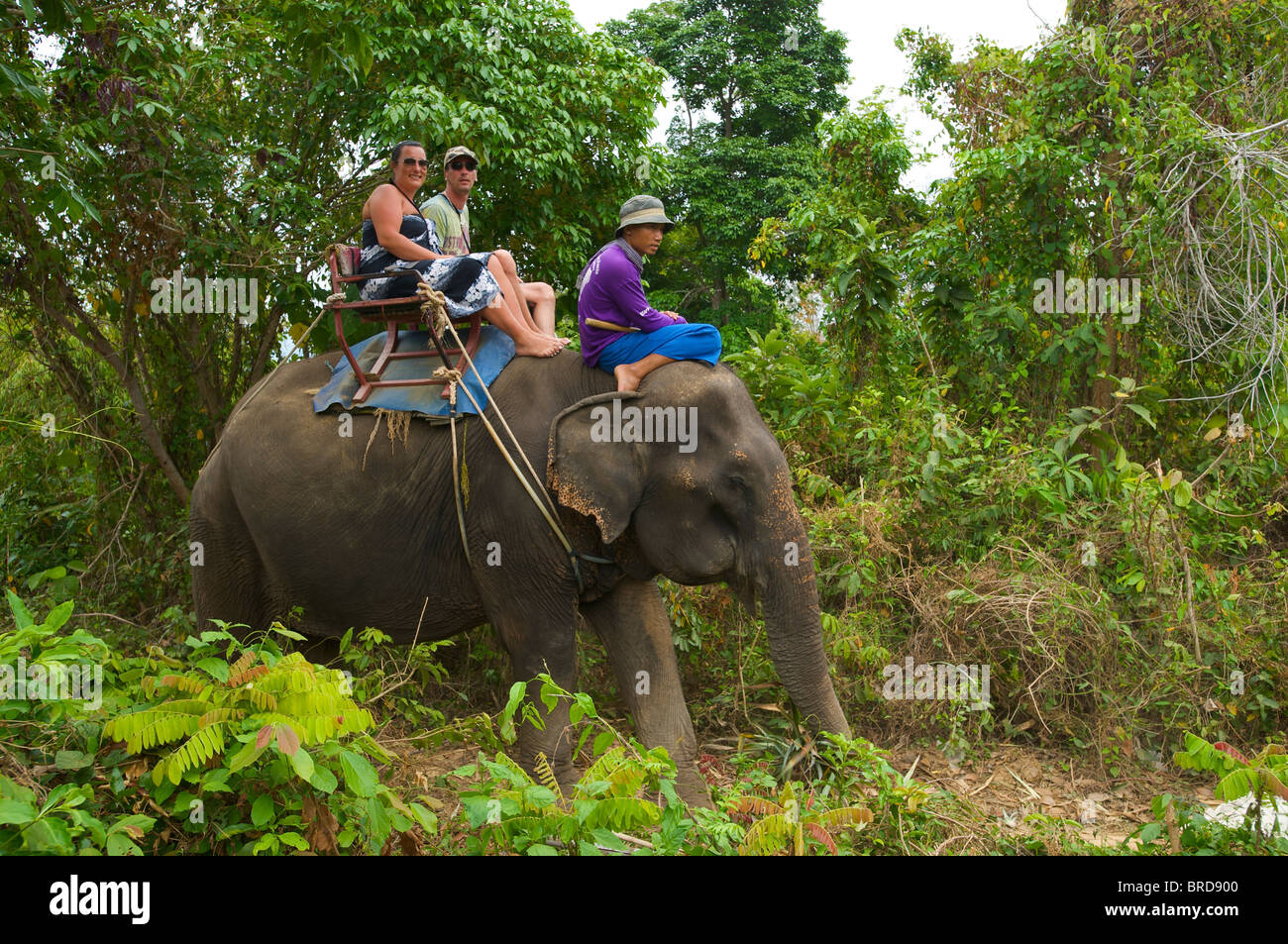 Elephant riding, Rawai, Phuket Island, Thailand Stock Photo