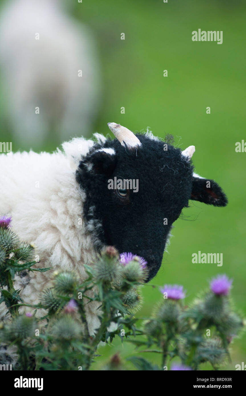 A black headed lamb smells the wild flowers in Peak District. UK Stock Photo