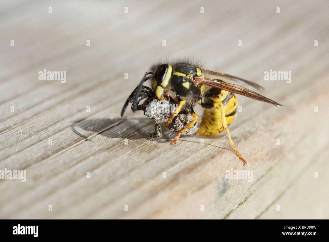 Common Wasp attacking and killing a Fencepost Jumping Spider Stock Photo