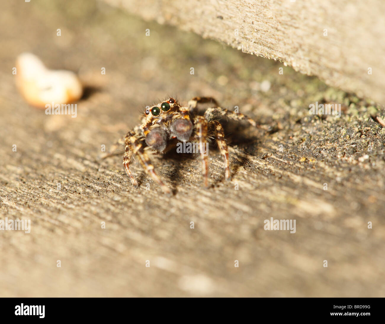 A Fencepost Spider looking at the camera showing 2 pairs of eyes Stock Photo