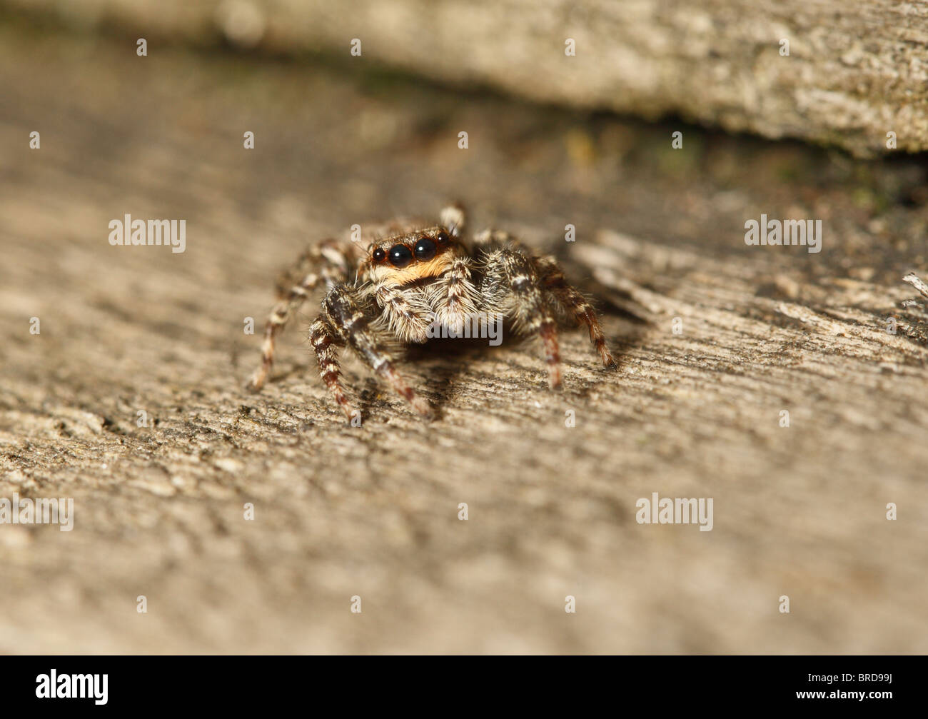 A Fencepost Spider looking at the camera showing 2 pairs of eyes Stock Photo
