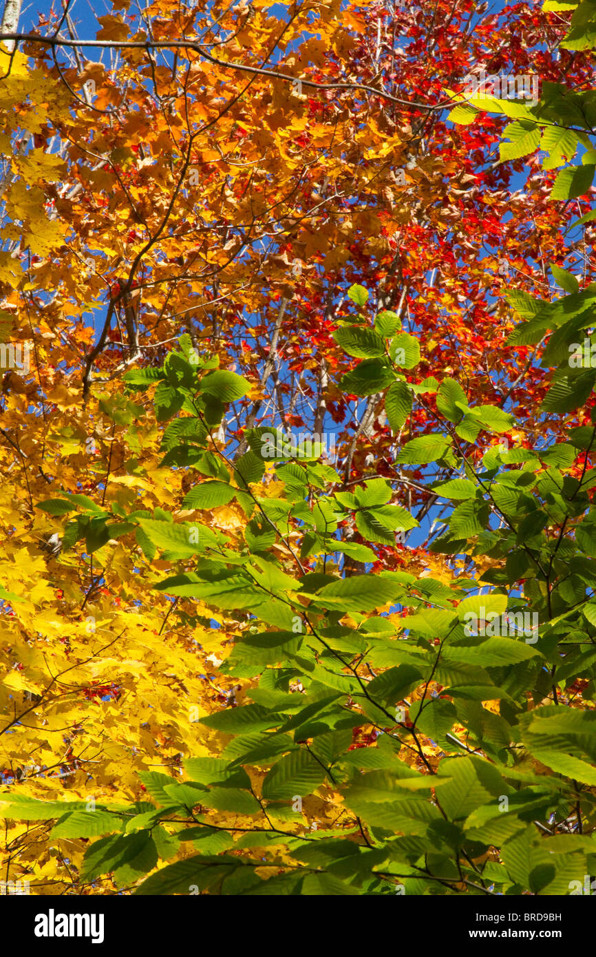Fall, autumn, trees with bright colorful leaves in Vermont, New England makes a beautiful foliage scene. Stock Photo