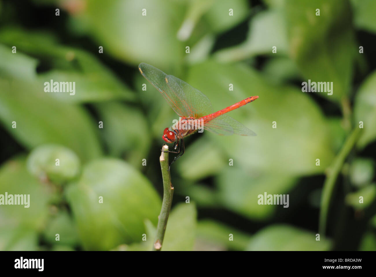 Red Dragonfly gathering a branch Stock Photo - Alamy