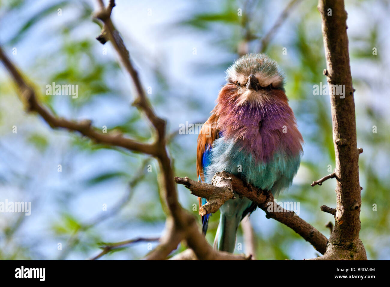 Lilac-Breasted Roller Stock Photo
