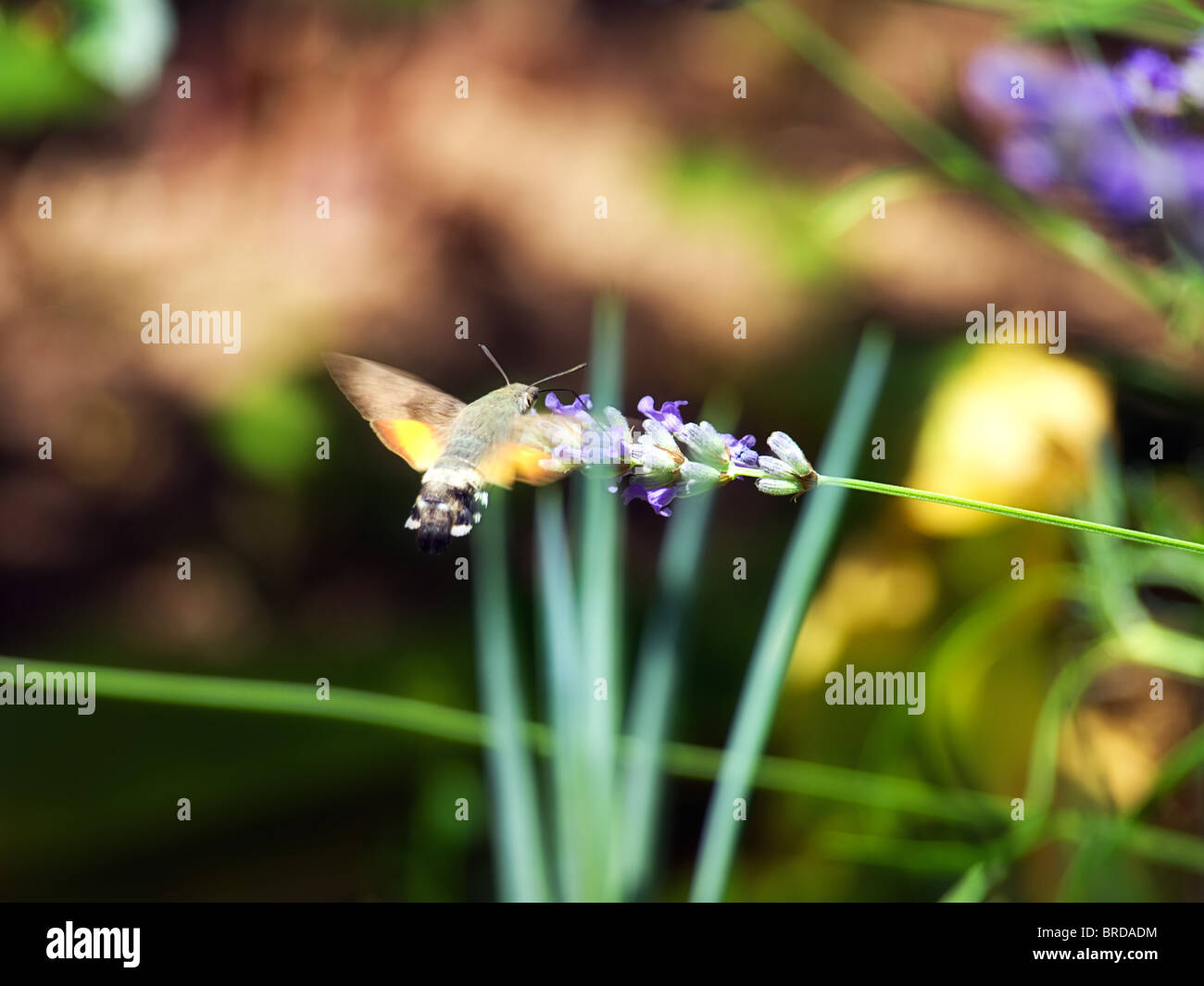 View of the moth while collecting nectar from flowers in the spring