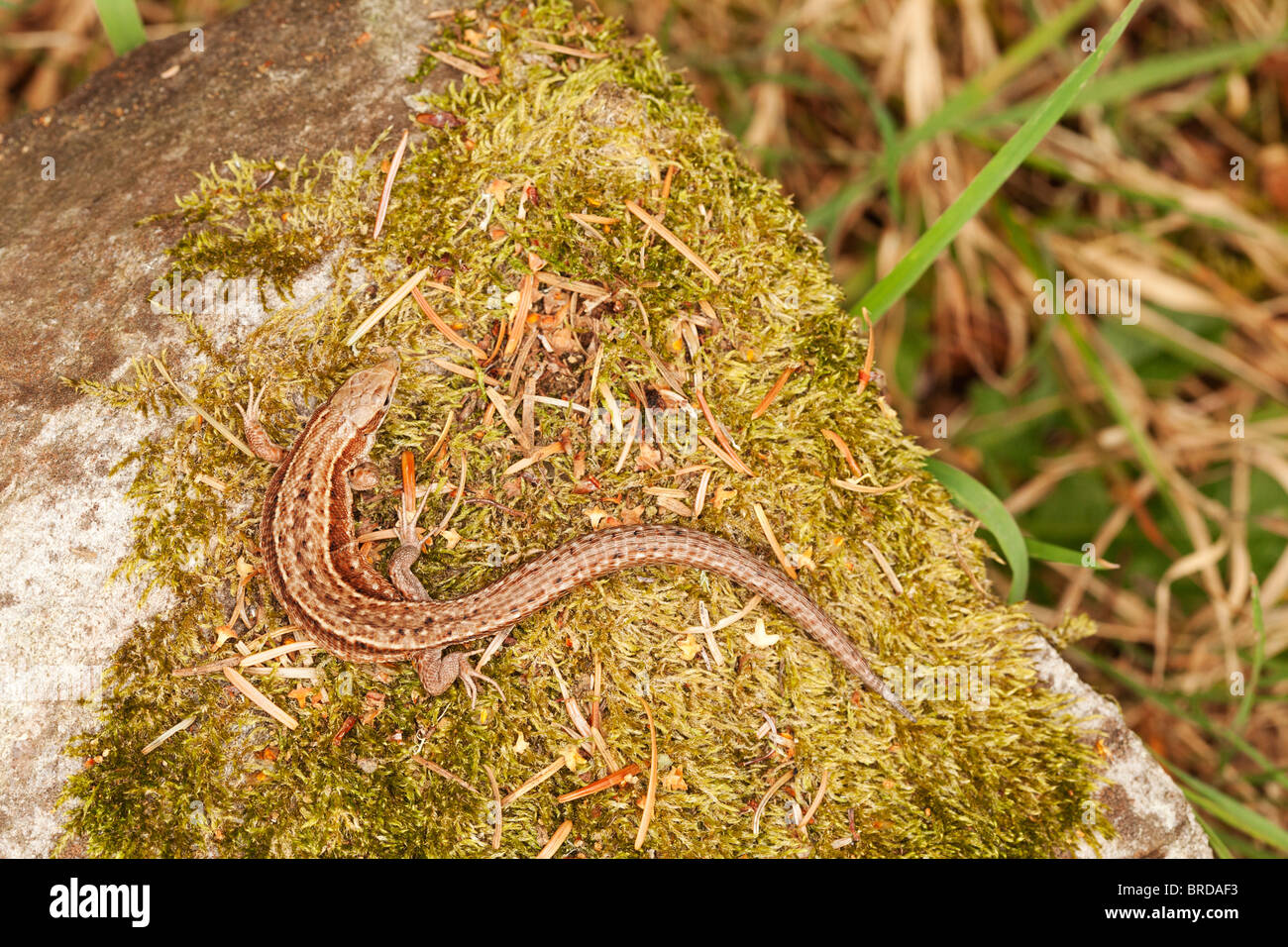 Female common lizard on a moss covered rock. Stock Photo