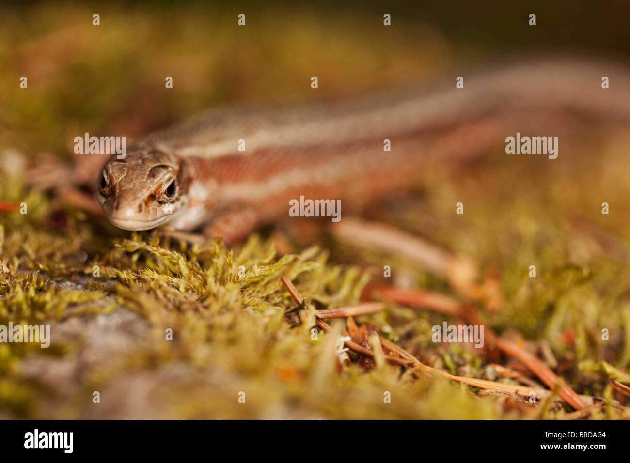 Female common lizard, with selective focus, on a moss covered rock. Stock Photo