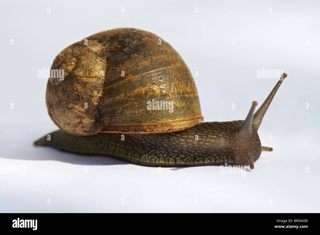 Snail- Helix pomatia Stock Photo