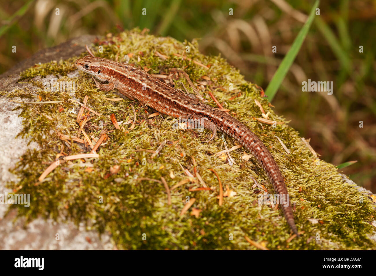 Female common lizard on a moss covered rock. Stock Photo