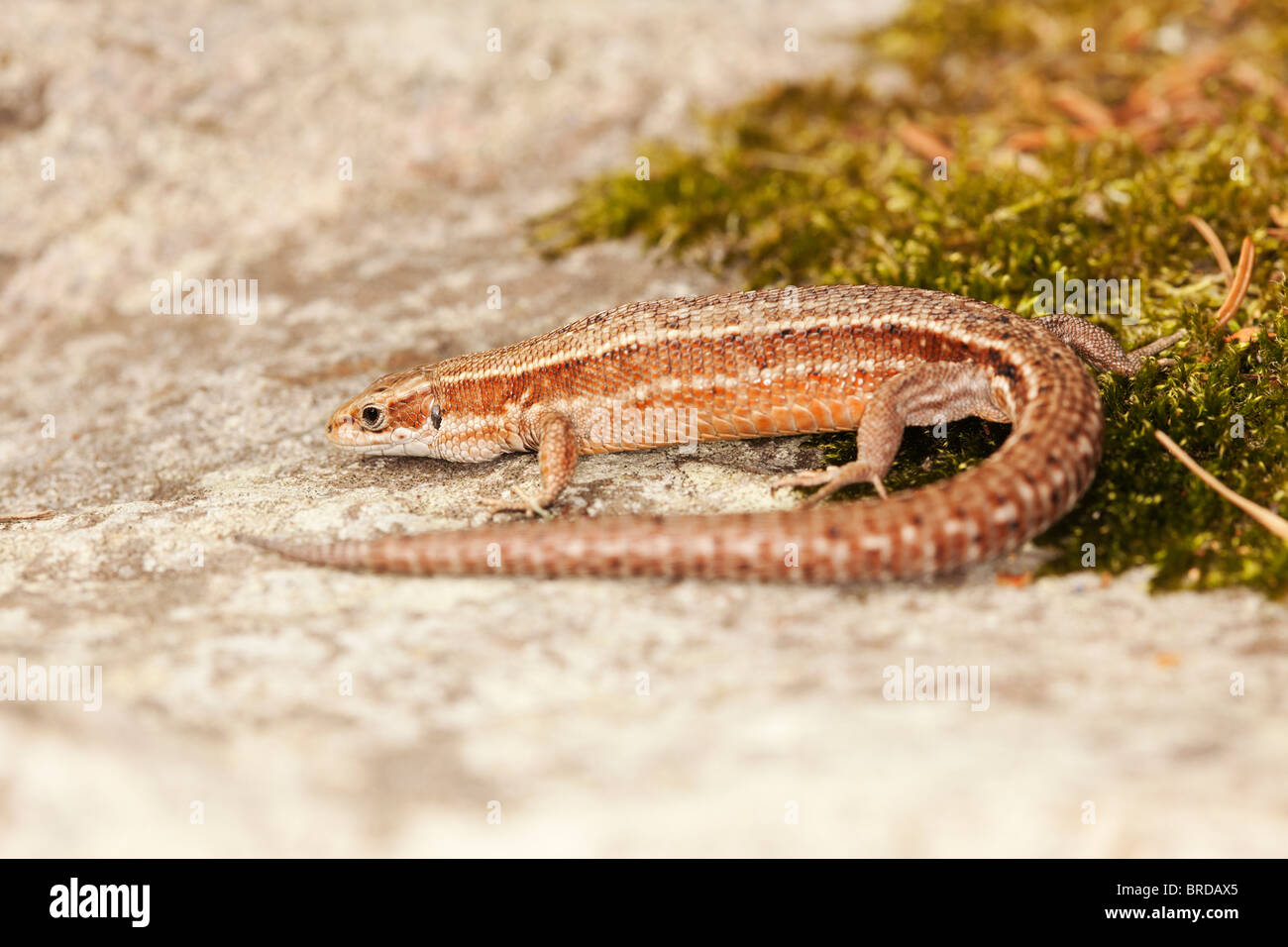 Female common lizard with moss. Stock Photo