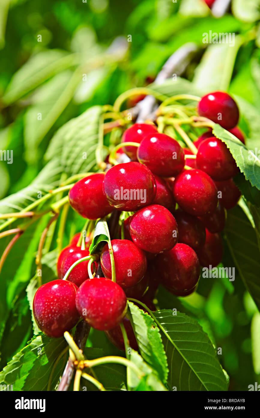 Bunch of fresh cherries growing on cherry tree Stock Photo Alamy