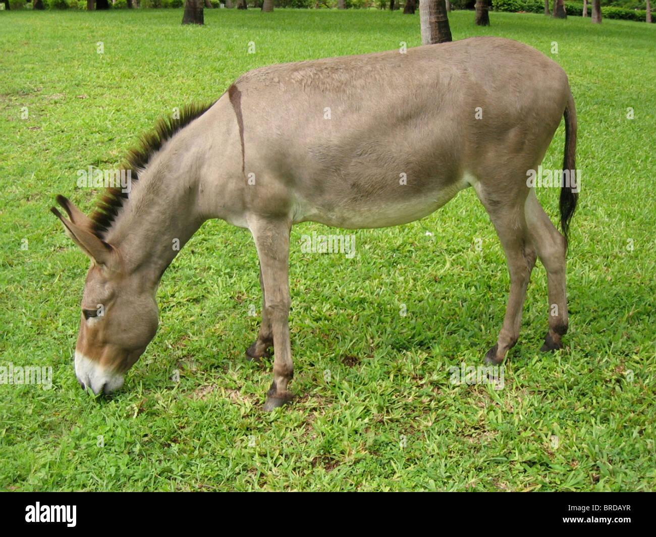 African donkey grazing Stock Photo Alamy
