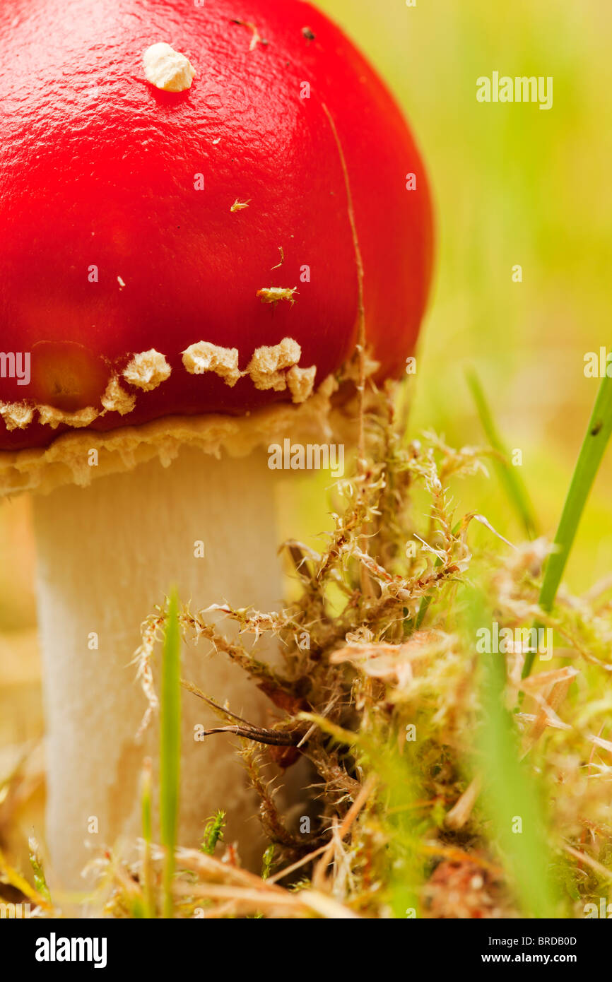 Crop view of a young fly agaric fungus. Stock Photo