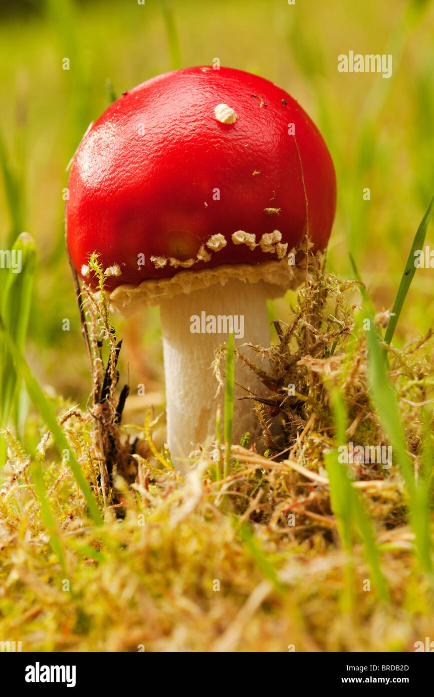 Young fly agaric fungus. Stock Photo