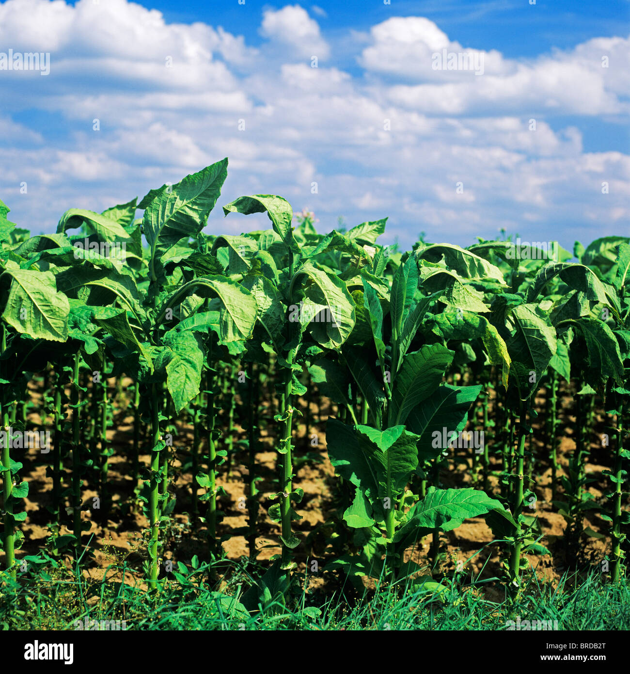 Tobacco plantation virginia hires stock photography and images Alamy