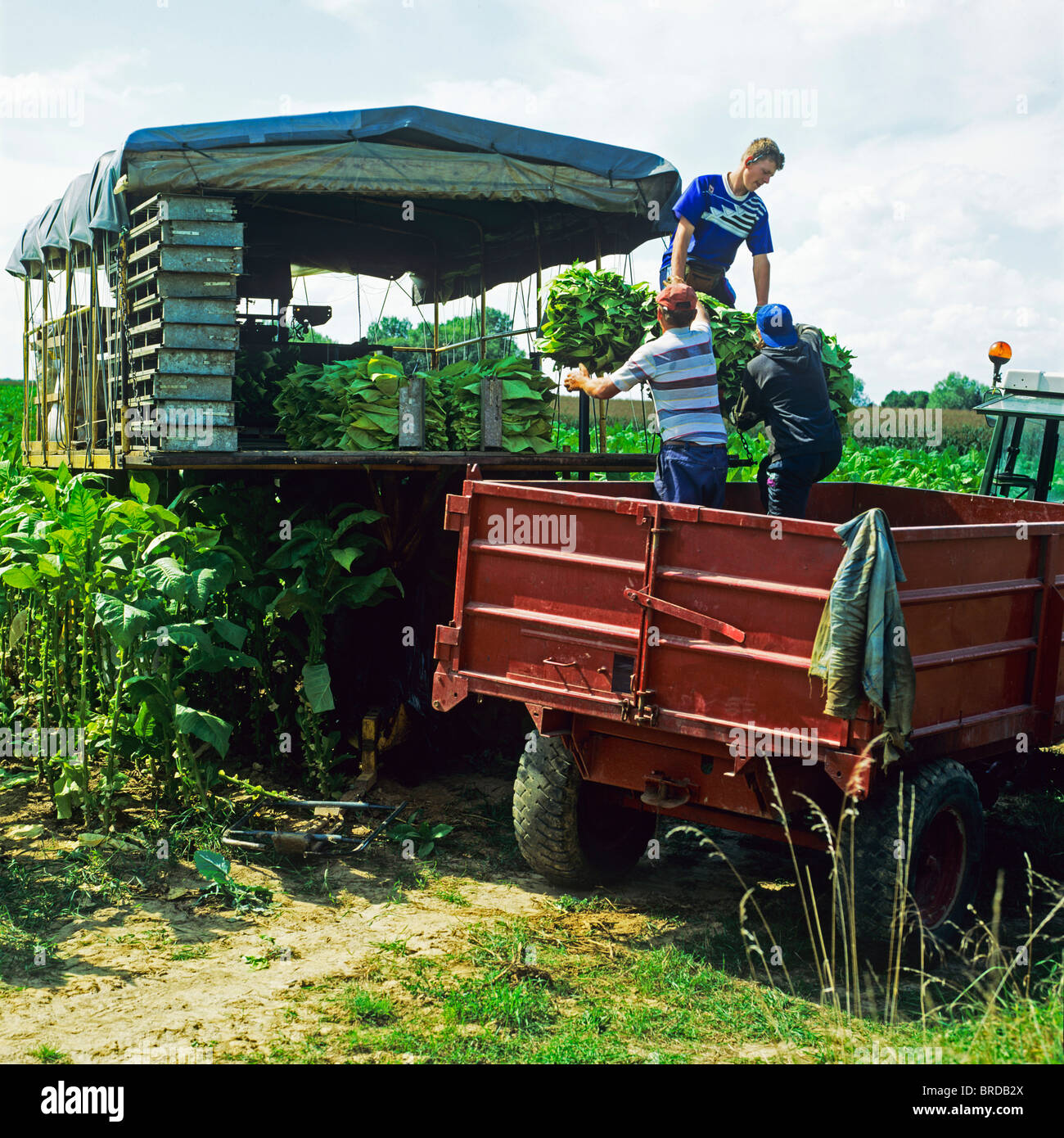 Farmers harvesting Virginia tobacco field, Alsace, France, Europe Stock Photo