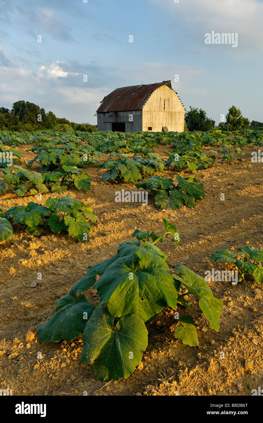 Pumpkin Plants Growing on Farm in Starlight, Indiana Stock Photo Alamy