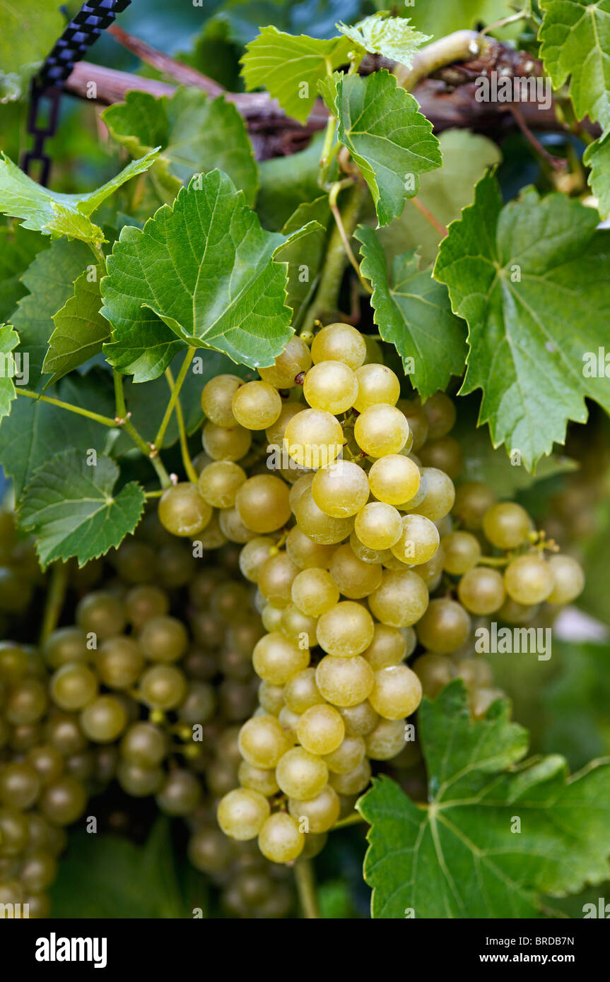 American grapes hires stock photography and images Alamy