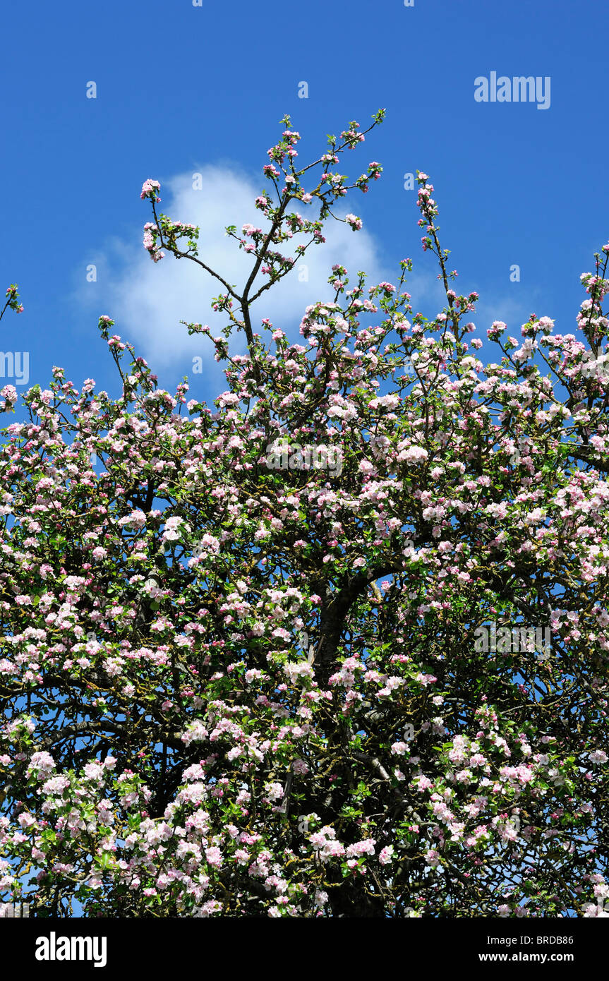 apple tree in full bloom pink blossom flowers blue sky spring Stock Photo