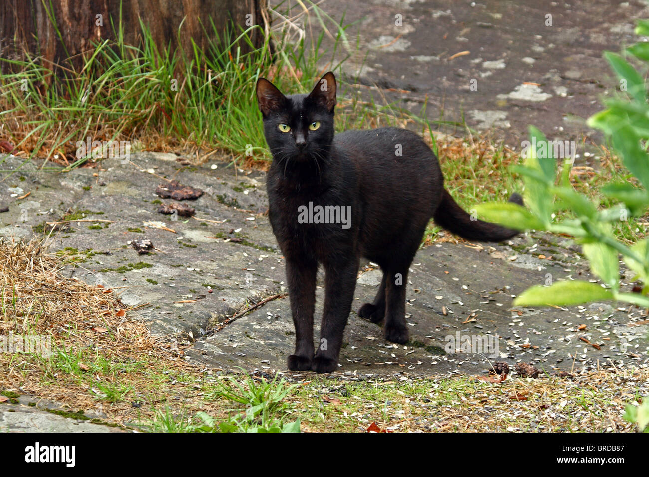 Domestic Black Cat in garden - Norway Stock Photo - Alamy